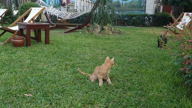Милые котята / The cute kittens