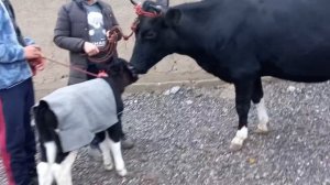 Молбозор куркат Моли Оча+Бача Банавор гирефтем👍🐄Жума Бозор