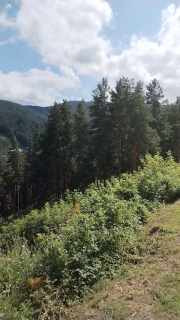 Вид на санаторий Сибирь с терренкура 'Сибирский тракт' в Белокурихе, Алтайский край. #altai