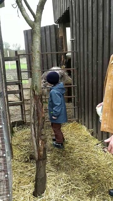 Африка́нский стра́ус — бескилевая нелетающая птица семейства страусовых. Какие они на вид грозные!! смотреть онлайн