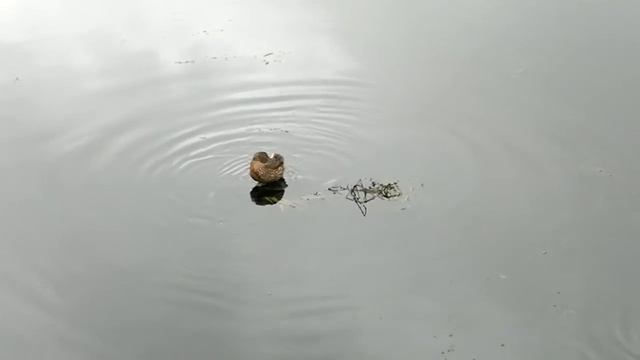 УПЁРТАЯ УТКА смотреть онлайн