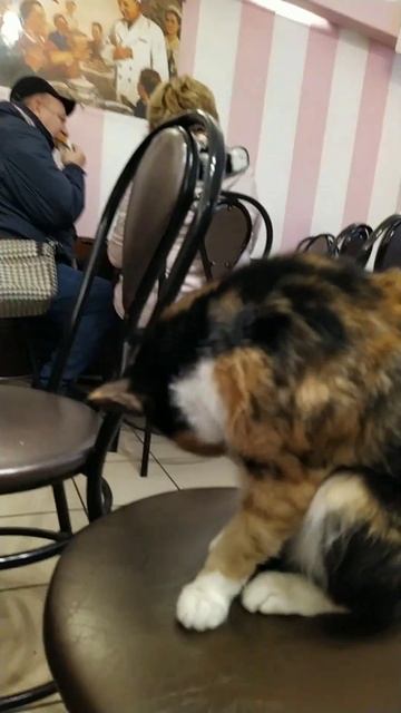 Легендарная Кошка Пыша/The legendary Pysha the Cat смотреть онлайн