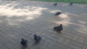 Кабутарон дар шаҳри Руссия