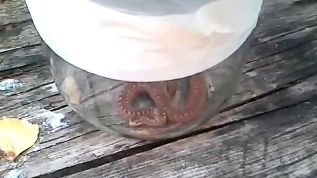 VID 20150628 185552 смотреть онлайн