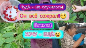 17.06.2024 УРОЖАЙ ОШЕЛОМЛЯЕТ!😀🤣БЕЗ шансов _ ПОЧЕРНЕЛ!😳ВЫШЕ  головы!🌾🌿Посылка _ Кря-кря!😃🦆