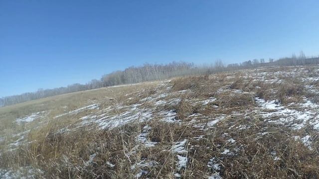 Заячий след тает на глазах