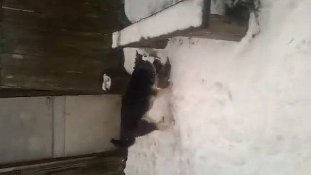 Кошка и собака-лучшие друзья детства!! смотреть онлайн