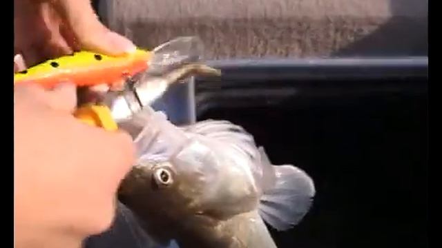 Рыбалка видео Судак смотреть онлайн