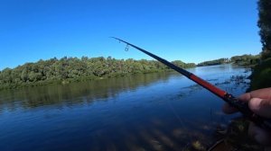 Нашатали чехонь на бомбарду! Рыбалка на Оке! Рыбалка на донки!