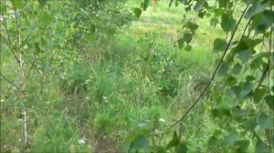 Окунево. Часть 4, Омкар, июль 2017