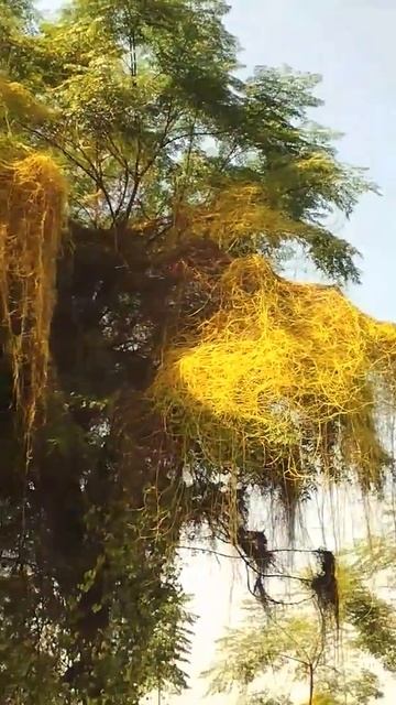 Amar vail смотреть онлайн