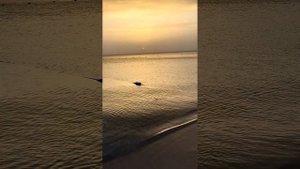 TUNISIA 2023 Hotel Sentido Bellevue Park 5* Sunrise 🌅 Восход Солнца Часть 2