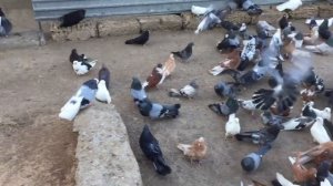 Николаевские голуби. Крым, Евпатория +79787169329