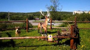 Посёлок Молочный. Мурманская область. 8.07.2019.