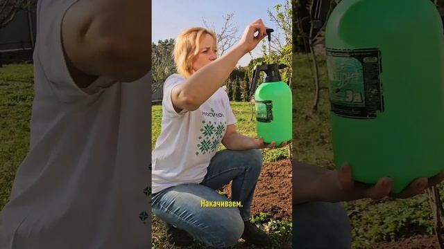 Красные волдыри на листьях смородины и крыжовника? Это не болезнь, а коварный вредитель!