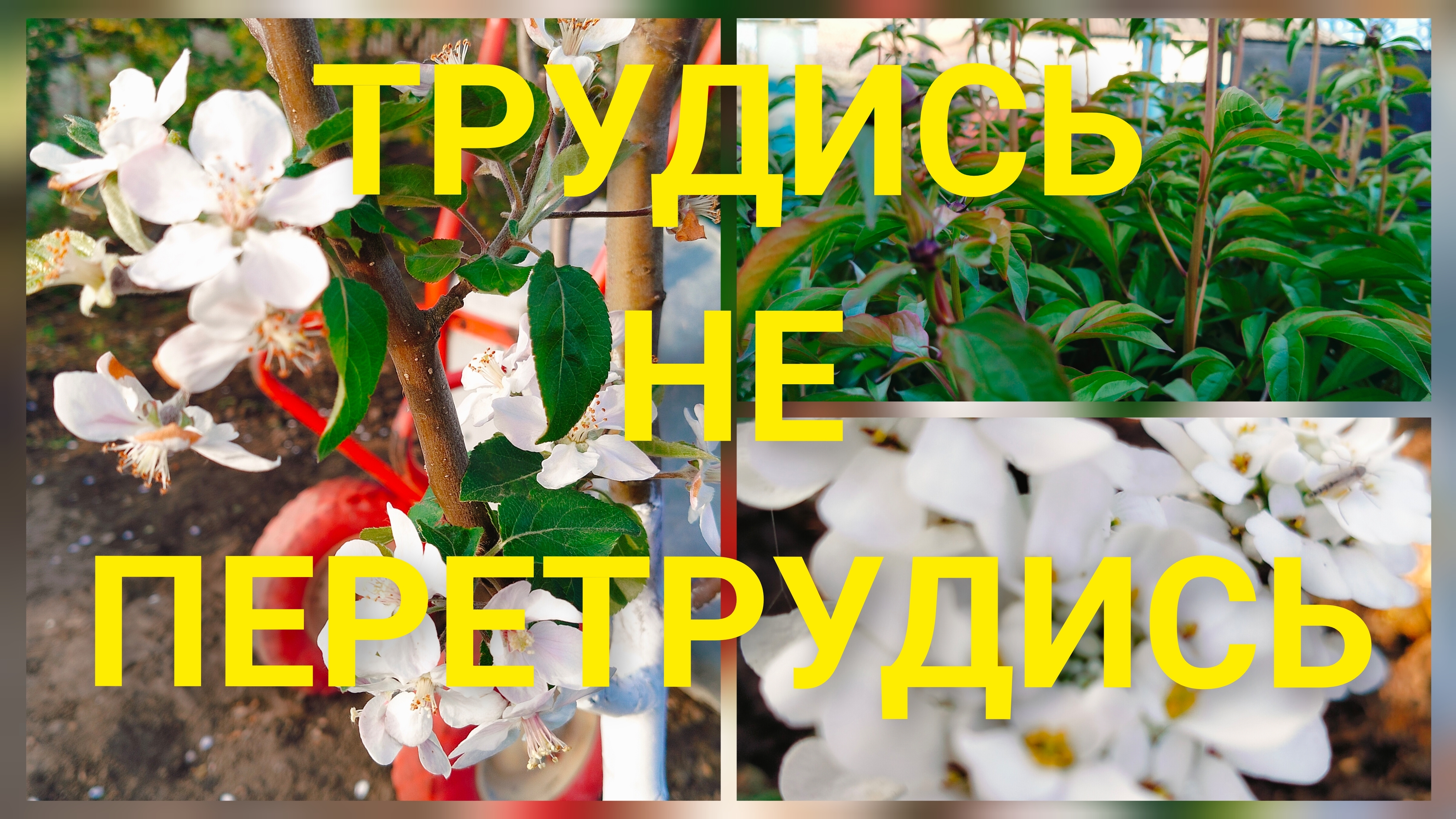 Однажды на Кубани.День из жизни станичников.А теперь ты мой!