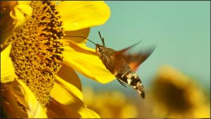 Языкан обыкновенный (Macroglossum stellatarum)