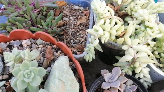 Мои комнатные цветы в саду. Июль 2024. Обзор коллекции суккулентов и кактусов.