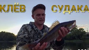 Ловля судака в троллинг