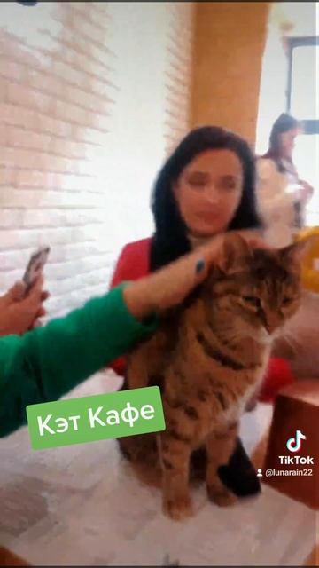 Кэт Кафе #безкотаижизньнета #котики #коты #рекомендации #котокафе