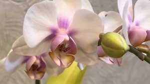 Фаленопсис з незвичайно красивим листям. Phal. Miki Smile “1332”.