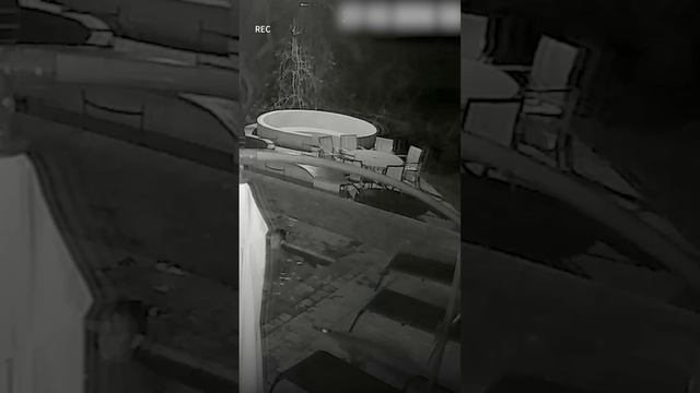 Камера в отеле сняла жуткий момент #animalshorts смотреть онлайн