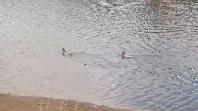 001 24 04 2015 Г УТКИ - 5 .... смотреть онлайн