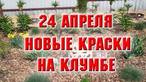 24 апреля. Добавила красок на новую клумбу