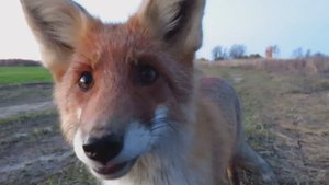 Сказочный лес.