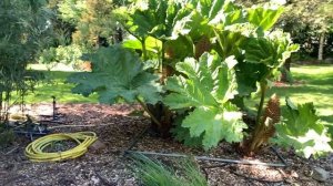 Gunnera Manicata 13 05 2020