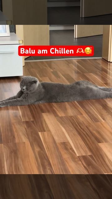 Balu mag diese Pose 🥰🤗🫶🏻