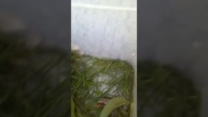 как содержать майского жука в домашних условиях + песня