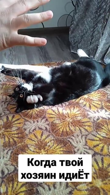 Тяжёлые будни маленькой пантеры смотреть онлайн