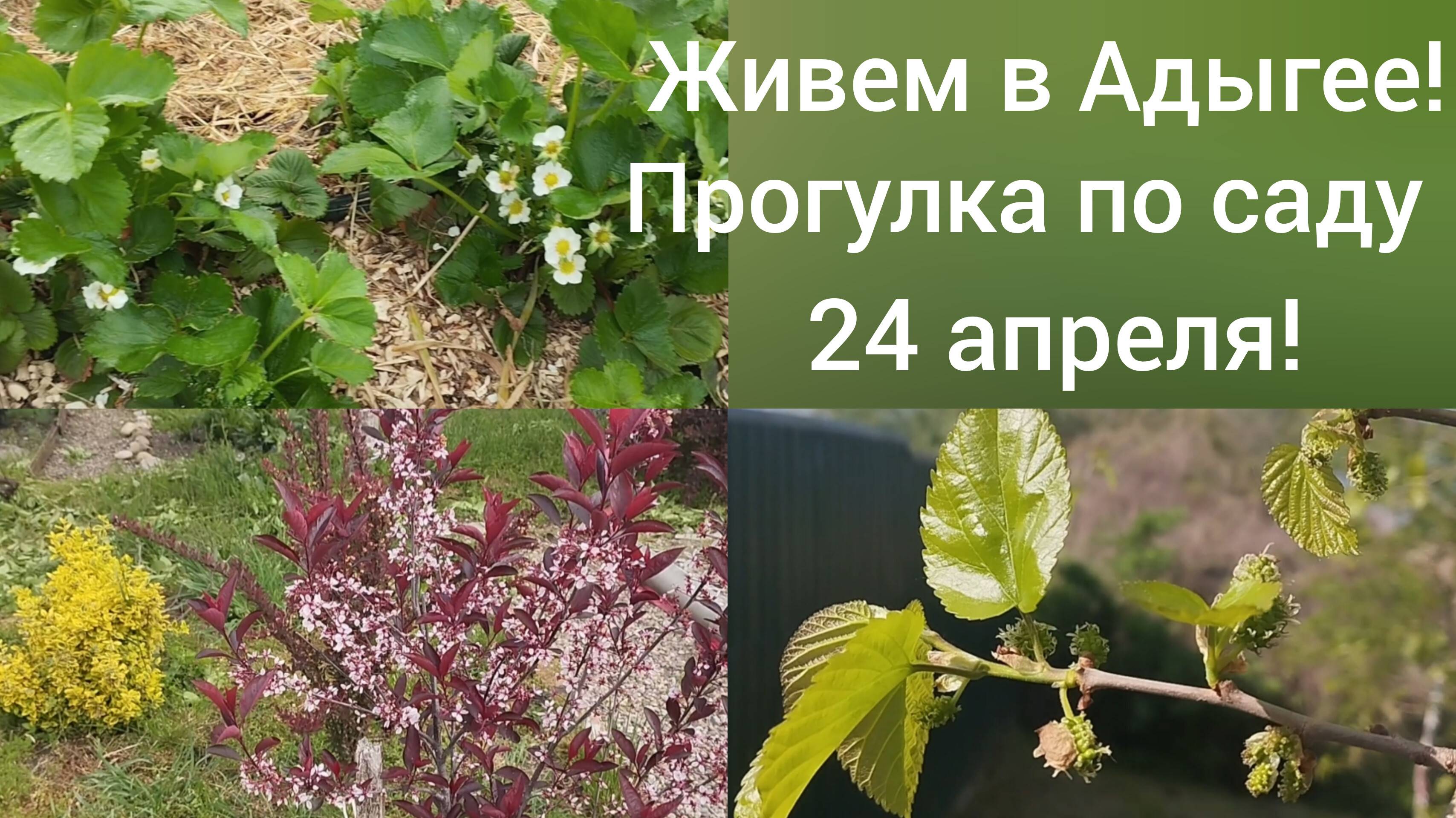 Из Омска в Адыгею/Наш сад 24 апреля/Высадили огурцы в теплицу/Ремонт продолжается/