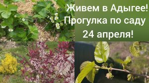 Из Омска в Адыгею/Наш сад 24 апреля/Высадили огурцы в теплицу/Ремонт продолжается/