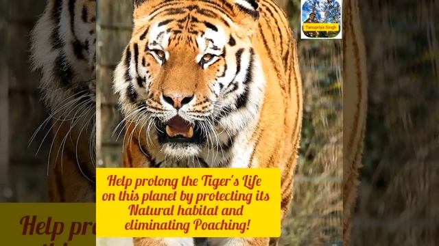 🐯International Tiger Day!(29 July)..🐯La Journée Internationale du Tigre! (Le 29 Juillet)