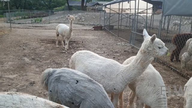 Alpaca in korea||Alpaca coffee cafe|| Alpaca a pet in Hawasun//South Korea смотреть онлайн