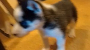 сибирской хаски брэйк дэнс с элементами _Хаотики_