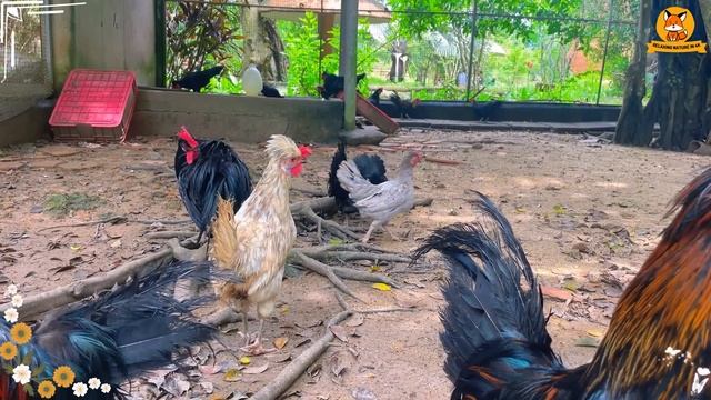 Lovely Animal Sounds: Lion, Monkey, Lamb, Horse,... | Animal Moments смотреть онлайн