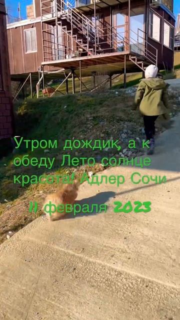 11 февраля 2023 Адлер Сочи Черешня снова ЛЕТО солнышко красота, еще с утра был дождь. +6 смотреть онлайн