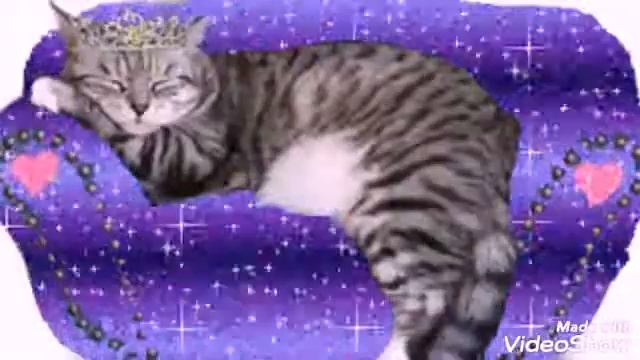 Знакомство с котятами из Кошачьего Кафе часть 1 Амундсен смотреть онлайн