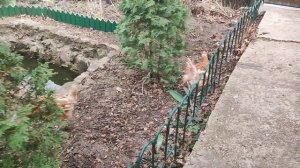 Укладываю плетистую розу на шпалеру, сажаю цветы на даче!
