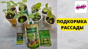 ПОДКОРМКА РАССАДЫ ПЕРЦА И БАКЛАЖАНОВ 2022.