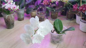 Орхидея Phalаenopsis Big lip 1287 - Белоснежный биг лип. #Цветение 2024