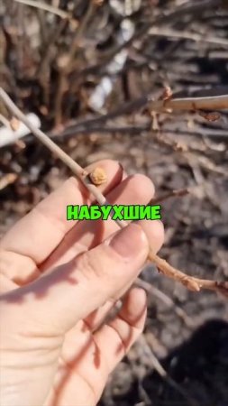 Почковый клещ уже проснулся — срочно спасайте смородину