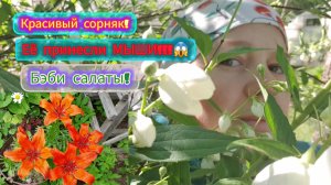 24.06.2024 БОИМСЯ лезть в ЯМУ!!!😱НЕТ ЛЯГУШЕК!😯ДИКИЙ чеснок!🧄ЧТО растёт_ЧТО цветёт!_🌺🌾