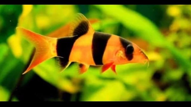 Top 10 Neon blue acara tank mates | Electric blue acara tank mates . смотреть онлайн