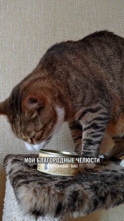 Рубрика "Котямбик оценивает": Тунец🐟
