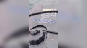 В заливе Находка в Приморье тюлененок очаровал рыбака