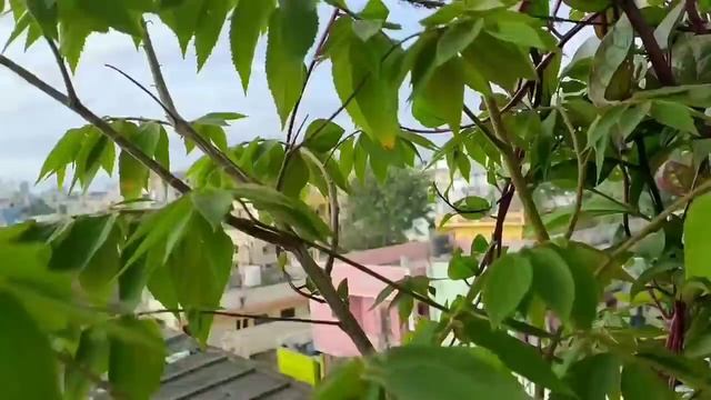 BPని నియంత్రించే కాయలు/బీపీ చెట్టు/ SINGAPORE CHERRY 🍒 смотреть онлайн